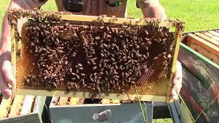 MVI 2097 . Inspecting a 2 queen hive & WHAT I do with them HOW i make splits with them