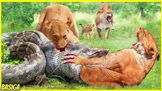FULL VIDEO Momen2 Singa berburu mangsa Berakhir Kematian di alam liar No 5 Paling Brutal