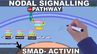 Nodal Signalling Pathway