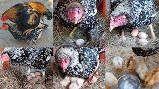 Most beautiful hen hatched chicks today  Masha Allah 8 chicks have hatched