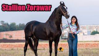 मारवाड़ी अश्व ज़ोरावर  Stallion Zorawar - Big Brothers Stud Farm Daad 