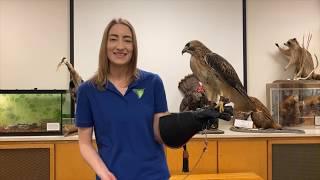 Learn All About Ranger The Red-Tailed Hawk