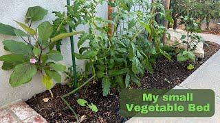 My small vegetable bed - 2024 Season