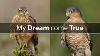 Photographing Sparrowhawks at Leeds Wildlife Photography Hides Canon R6 & RF 100-500mm Lens