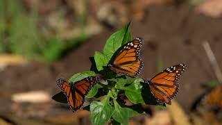 Compilation of several clips of Monarch butterflies coming and going in slow motion