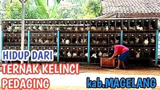 TERNAK KELINCI KAPASITAS 500 EKOR DI MAGELANG JAWA TENGAH