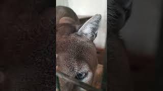 Пума Атосpuma Athos #карендаллакян #shortvideo #funny #animal