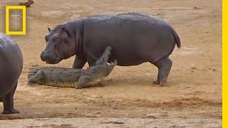 Young Hippo Tries to Play With Crocodile  National Geographic