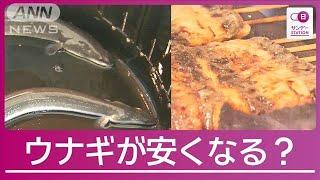 肉厚で美味“特大ウナギ”誕生の秘密 “身近な成分” のおかげで蒲焼が安く?【サンデーステーション】2024年7月21日