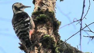 Planinski djetlić - Kupa - White-backed woodpeecker - Dendrocopos leucotos