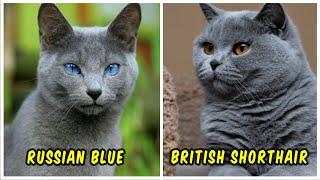 Serupa Tapi Tak Sama Inilah Perbedaan Kucing Russian Blue dan British Shorthair