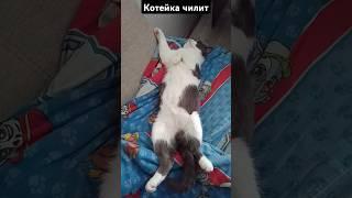 котейка балдеет