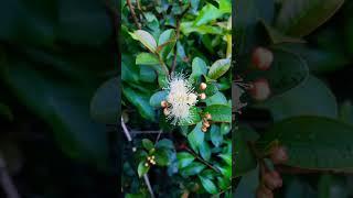 Lilly Pilly first flowers of the year opening 12th August