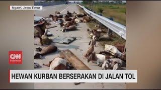 Lepas Hewan Kurban Berserakan di Jalan Tol