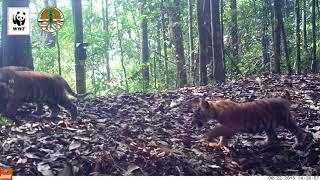 BEREDAR Video Langka Keluarga Harimau Sumatera