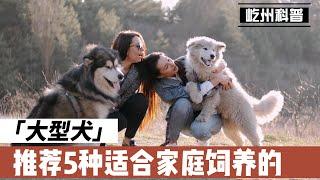 推荐5种适合家庭饲养的大型犬，不仅很聪明，而且非常有安全感！