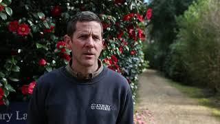 Caring for camellias with Exbury Gardens Head Gardener Tom Clarke