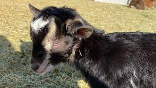 Baby goats