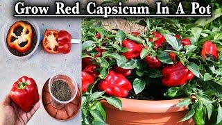 How To Grow Red Capsicum  लाल शिमला मिर्च  From Fresh Seeds ⎮ गमले में कैसे उगाये लाल शिमला मिर्च