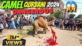 Khatarnak Unt Ki Qurbani 2024  Camel Qurbani New Video 2024  Ab Tak Ki Sub Se Khatarnak Video Agai