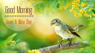 HAPPY MORNING MUSIC - Wake Up Happy & Positive Energy - Soft Birds Singing For Soothing Relaxation