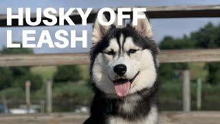 Husky Off Leash Training