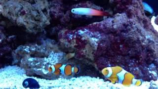 True Percula Clownfish with False Percula and Firefish Goby