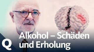 Wie gut kann sich der Körper vom Alkohol erholen?  Quarks