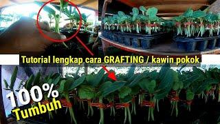 CARA MENGAWINKAN SEMANGKA & LABU AIR AGAR BISA TUMBUH 100%