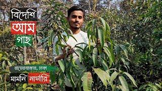 বিদেশি আম গাছের দাম মামনি নার্সারিতে  Mango Tree Price In Rayerbazar  Gardening Bangladesh