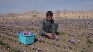 Red gold Afghanistan saffron production grows