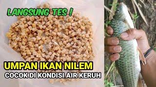 umpan ikan nilem paling jitu di kondisi air keruh