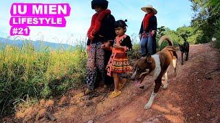 Iu Mien Lifestyle EP.21 - Iu Mien daily walk to the rice field