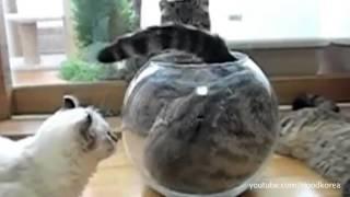 Cats And Dogs Squeezing Into Things Compilation - Boringly.com