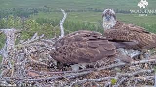 Windy weather hasnt stopped Louis the Loch Arkaig Osprey catching fish a second arrives 8 Jun 2024