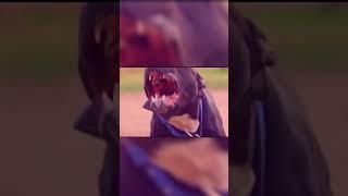 Top 7 Most Dangerous Dogs In The World 4K #shorts   #americanbully  #4kvideo