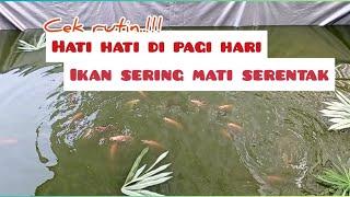 kondisi ikan nila dan lele di pagi harilincahrakusmeyakinkan