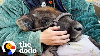 Baby Bison Follows Her Rescuer Everywhere  The Dodo