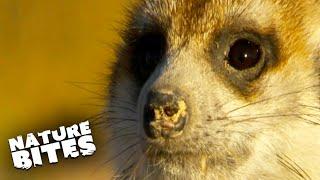 Cutest Meerkats Spend The Day Sunbathing  Namibias Meerkats  Nature Bites