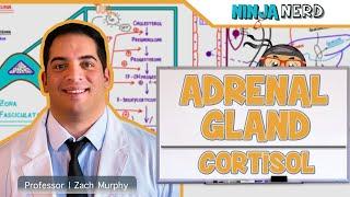 Endocrinology  Adrenal Gland Cortisol