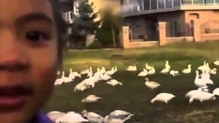 Look at all these chickens - Vine