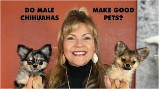 Do Male Chihuahuas Make Good Pets?  Sweetie Pie Pets by Kelly Swift