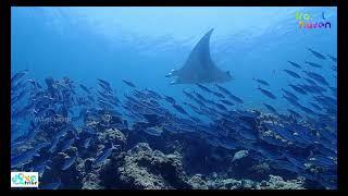 Gentle Gaints - Manta Ray @Hanifaru Bay Maldives l 4K Quality Video