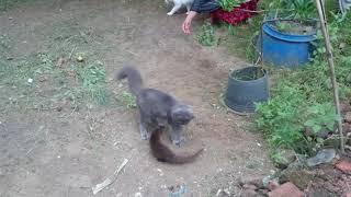 Mongoose vs cat