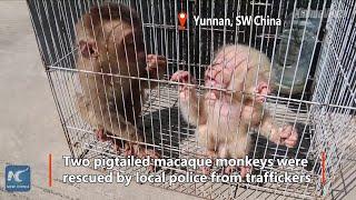 Rare baby monkeys rescued babysat by local police in SW China How sweet