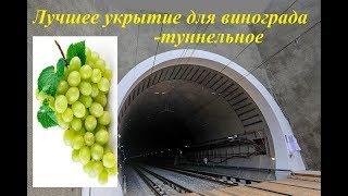 Лучшее укрытие для винограда - туннельное