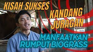 Kisah Sukses Kandang Juragan berkat Manfaatkan Rumput Biograss