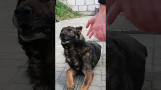 Ваша старенькая собака - уважайте её и любите Respect and Love your old friends. #dog #животные