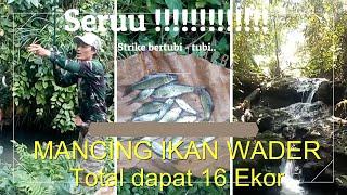 Mancing Ikan Wader di Sungai Strike Berkali kali @jungwischannel