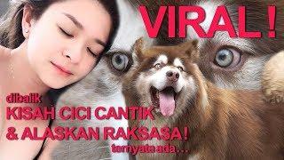 INI DIA ALASAN CICI CANTIK PELIHARA MALAMUTE RAKSASA 